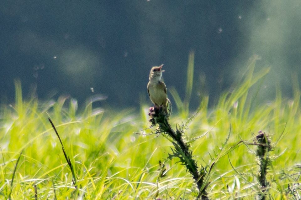 Savi's Warbler - ML120598681