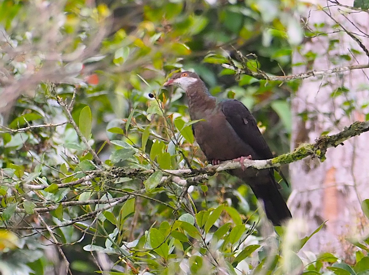 Metallic Pigeon - Anonymous