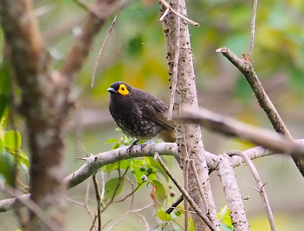 Arfak Honeyeater - ML120600091