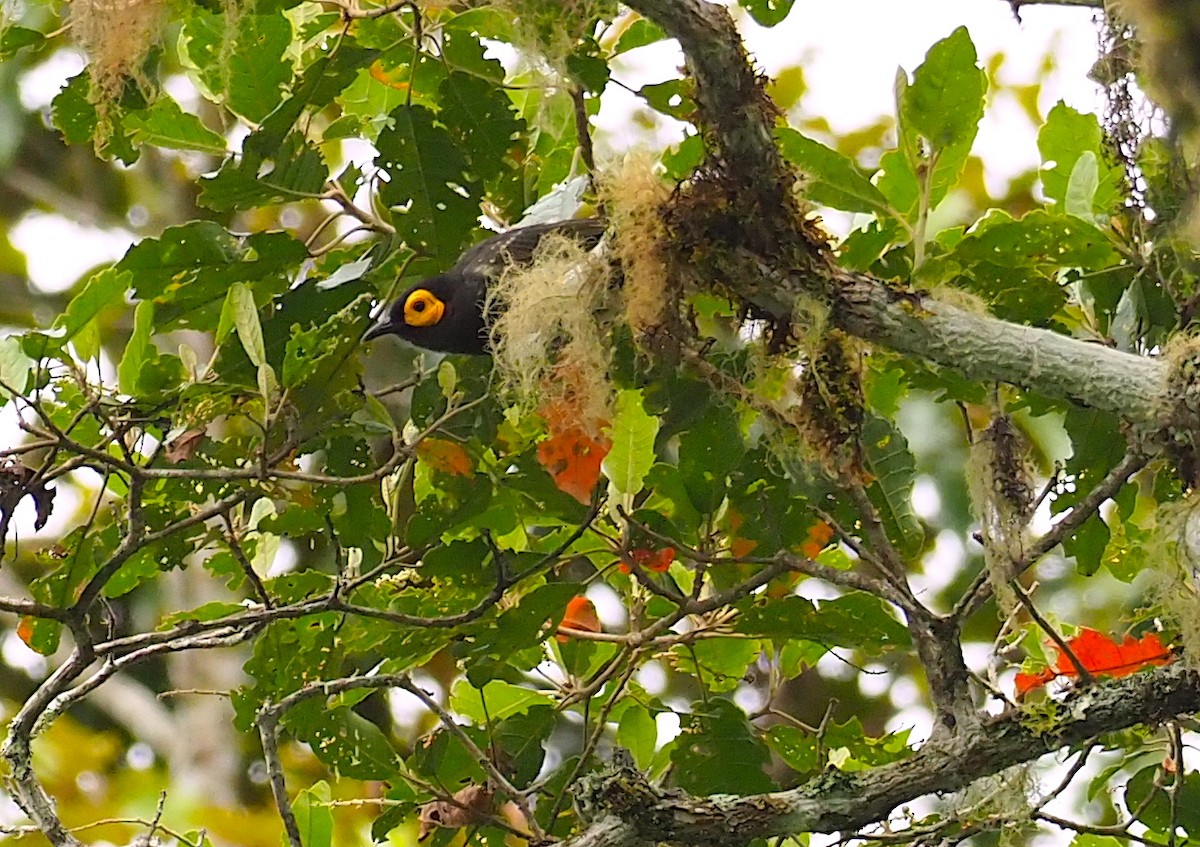 Arfak Honeyeater - ML120600121