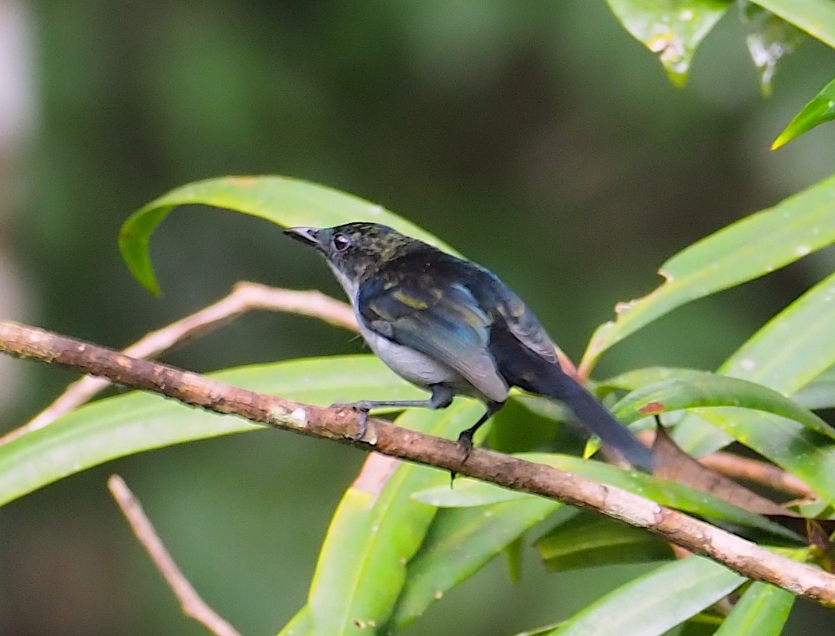 Fan-tailed Berrypecker - ML120600231