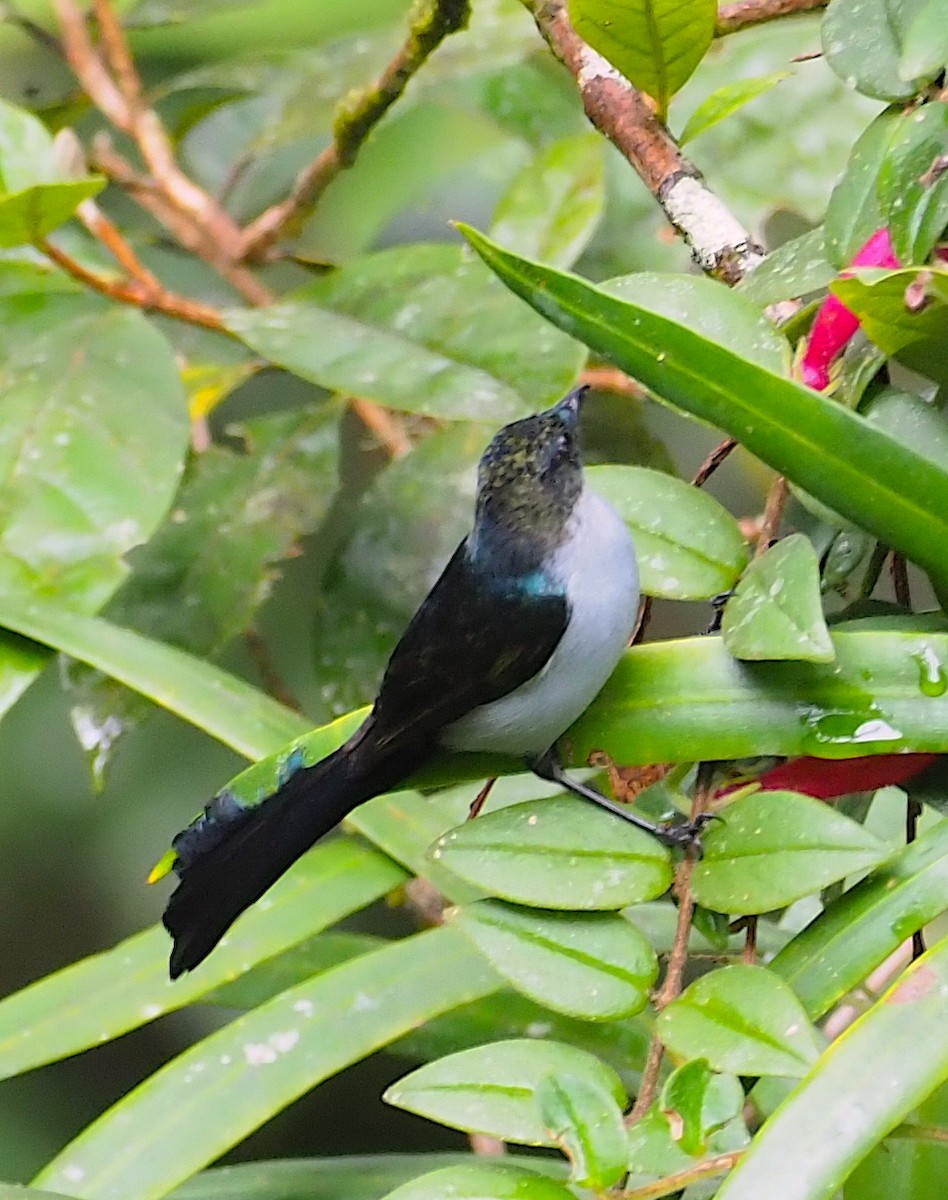 Fan-tailed Berrypecker - ML120600241