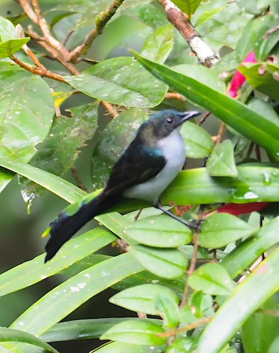 Fan-tailed Berrypecker - ML120600251