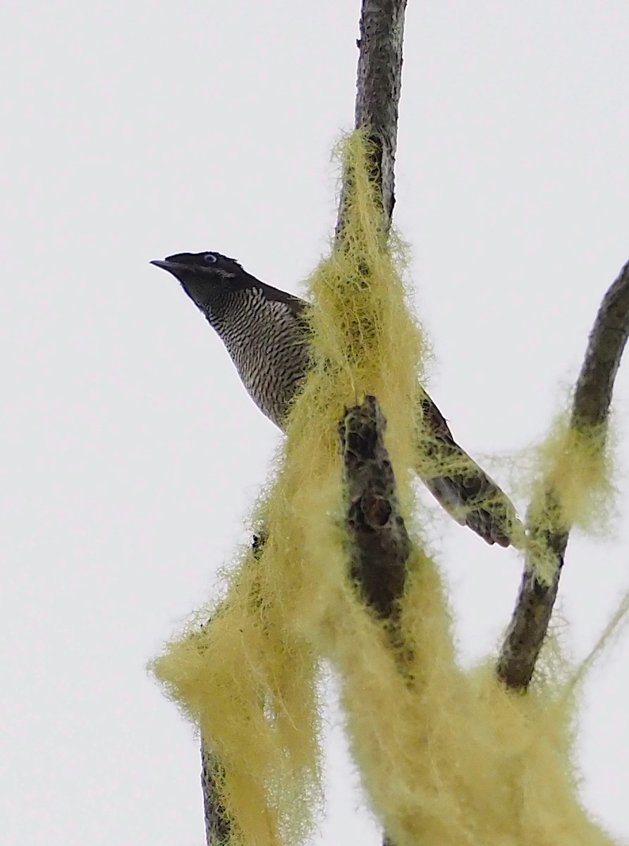 vogelkopparadisfugl - ML120600331