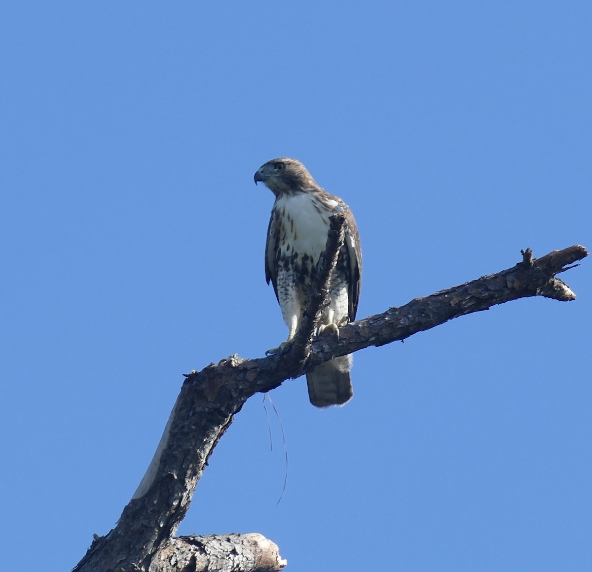 Red-tailed Hawk - Ron Smith