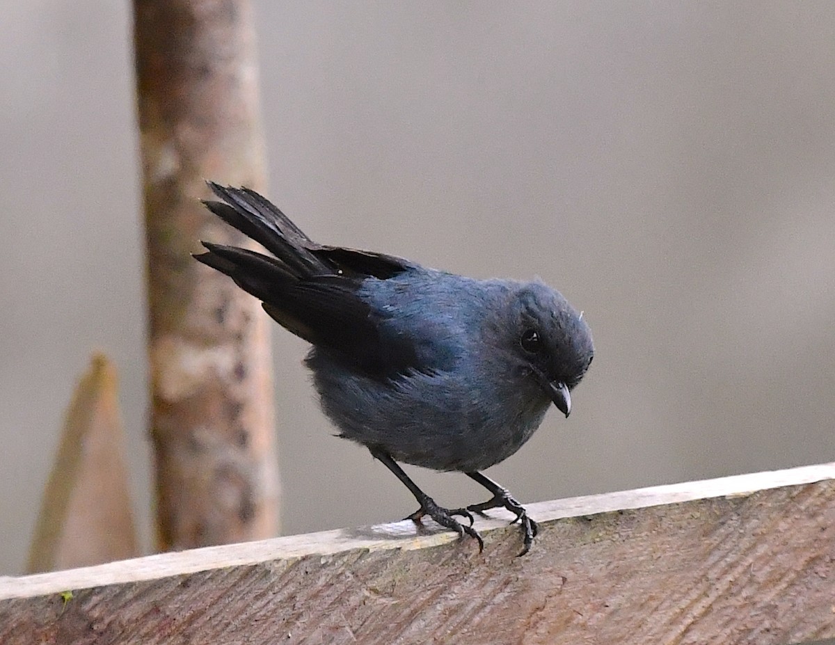 Blue-gray Robin - ML120600701