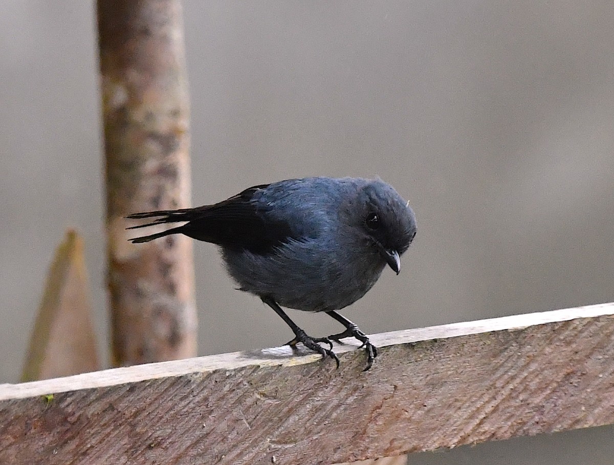 Blue-gray Robin - Anonymous