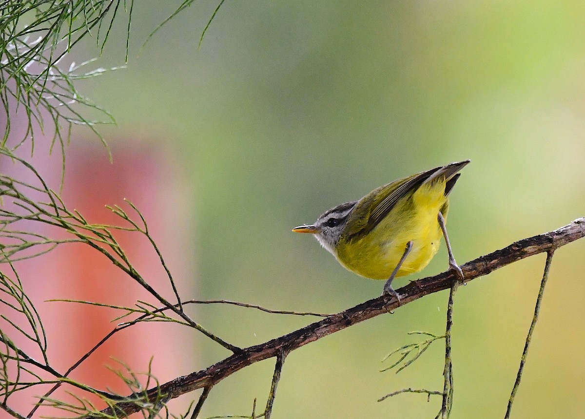 Island Leaf Warbler (New Guinea) - ML120600791