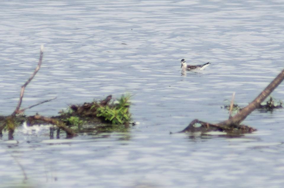 Red-necked Phalarope - ML120601521