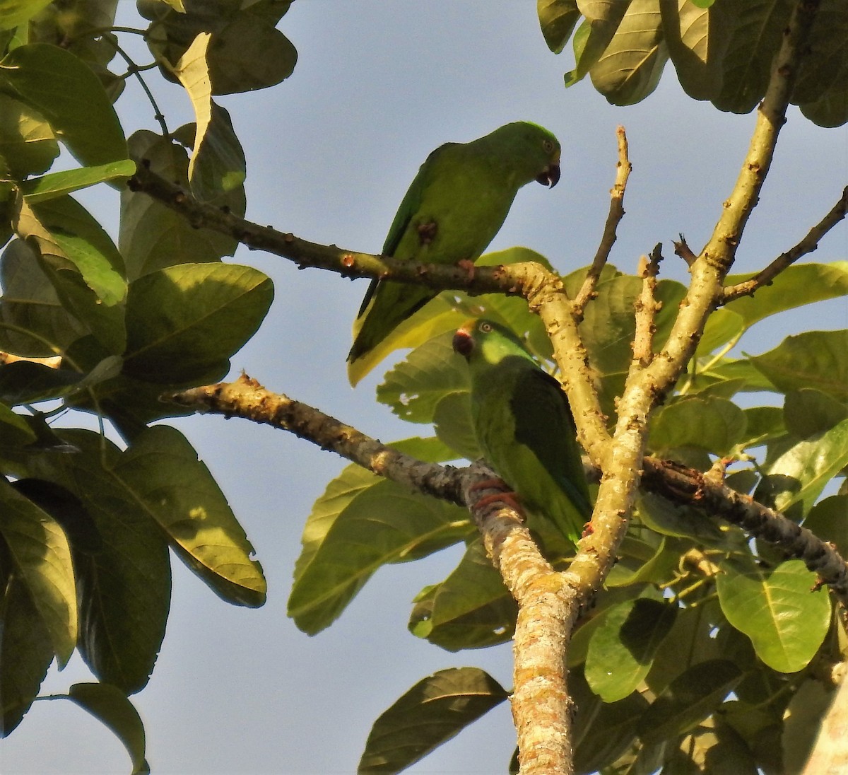 キボウシミドリインコ - ML120604641