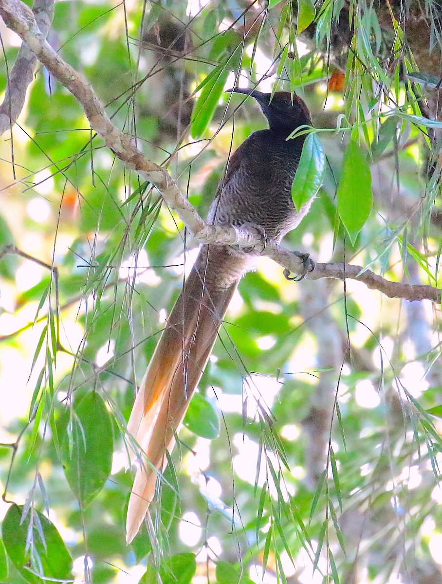 Black Sicklebill - Anonymous