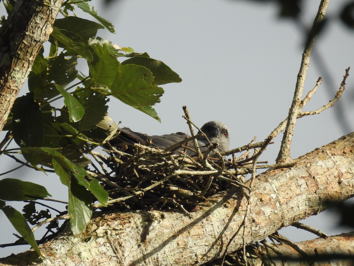 Plumbeous Kite - ML120605061