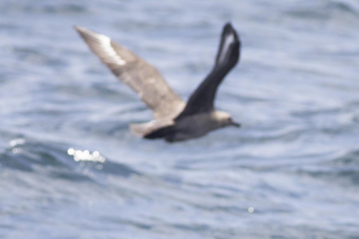 South Polar Skua - Praveen es