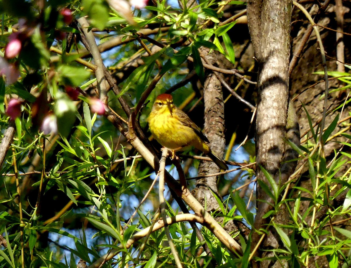 Palm Warbler (Yellow) - ML120606301