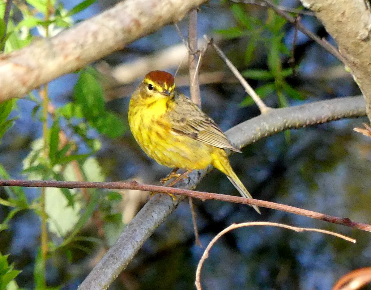 Palm Warbler (Yellow) - ML120606331