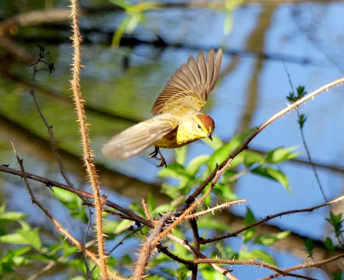 Palm Warbler (Yellow) - ML120606351