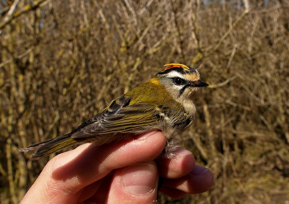 Common Firecrest - ML120607231