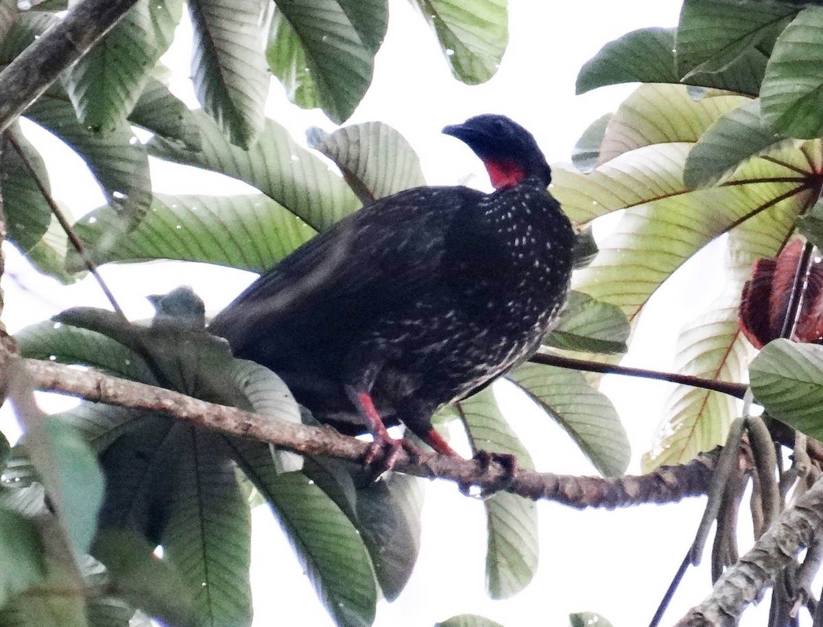 Crested Guan - ML120611941