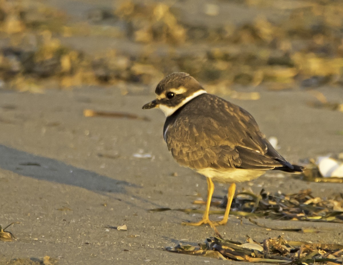 Common Ringed Plover - james poling