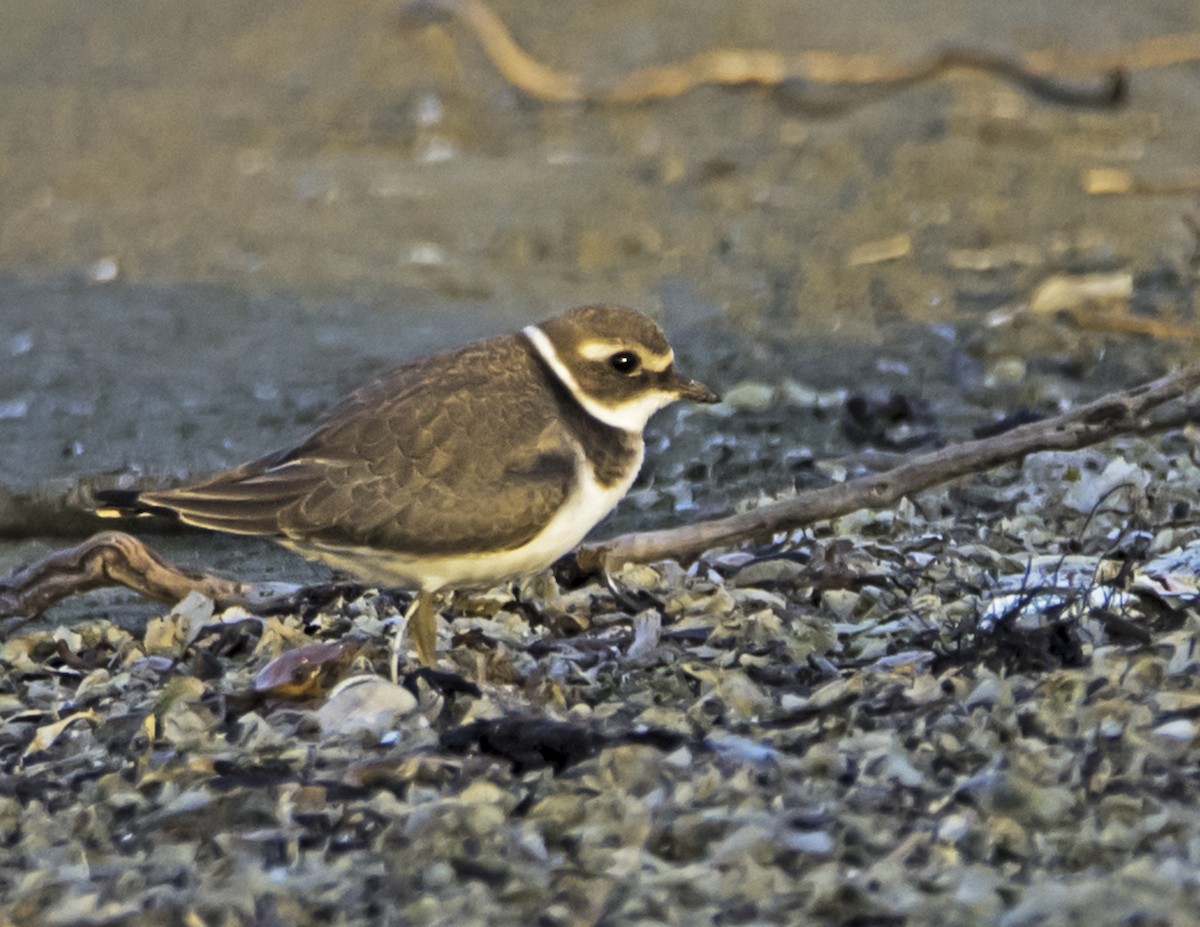 Common Ringed Plover - ML120612431