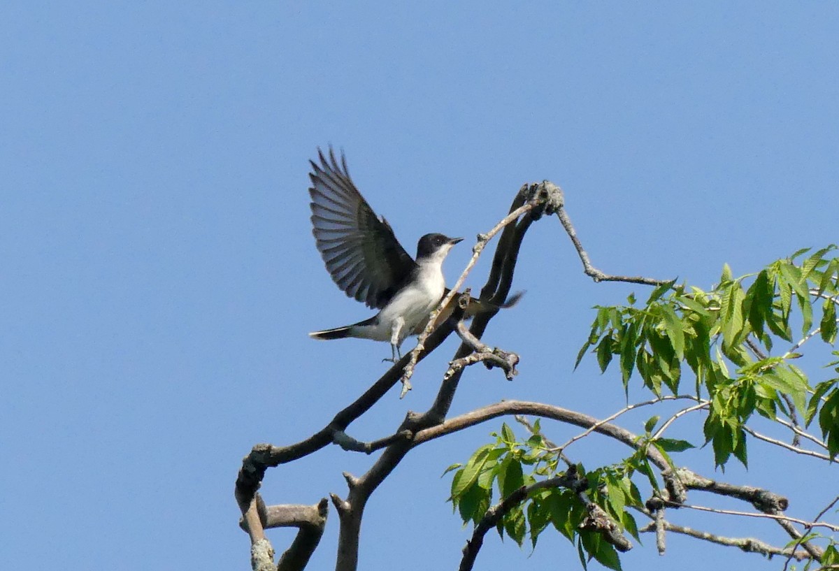 Eastern Kingbird - ML120613131