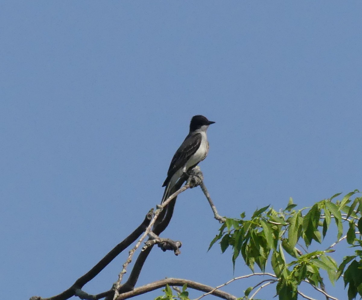 Eastern Kingbird - ML120613171