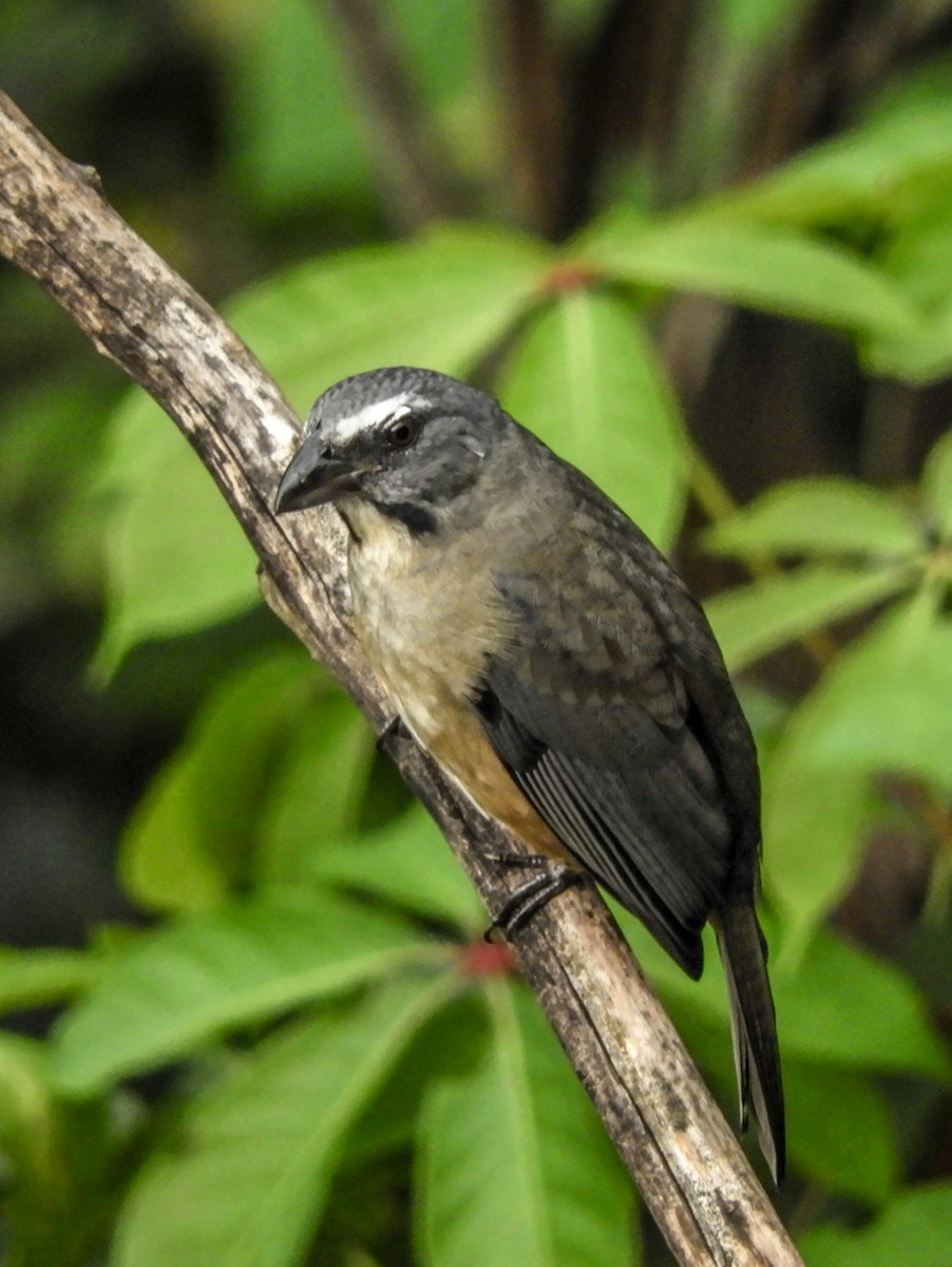 Cinnamon-bellied Saltator - ML120613461
