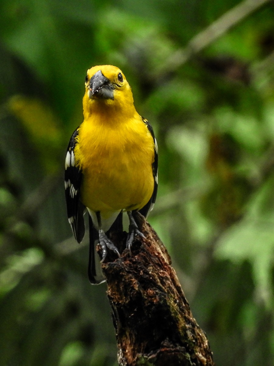 Yellow Grosbeak - ML120613551