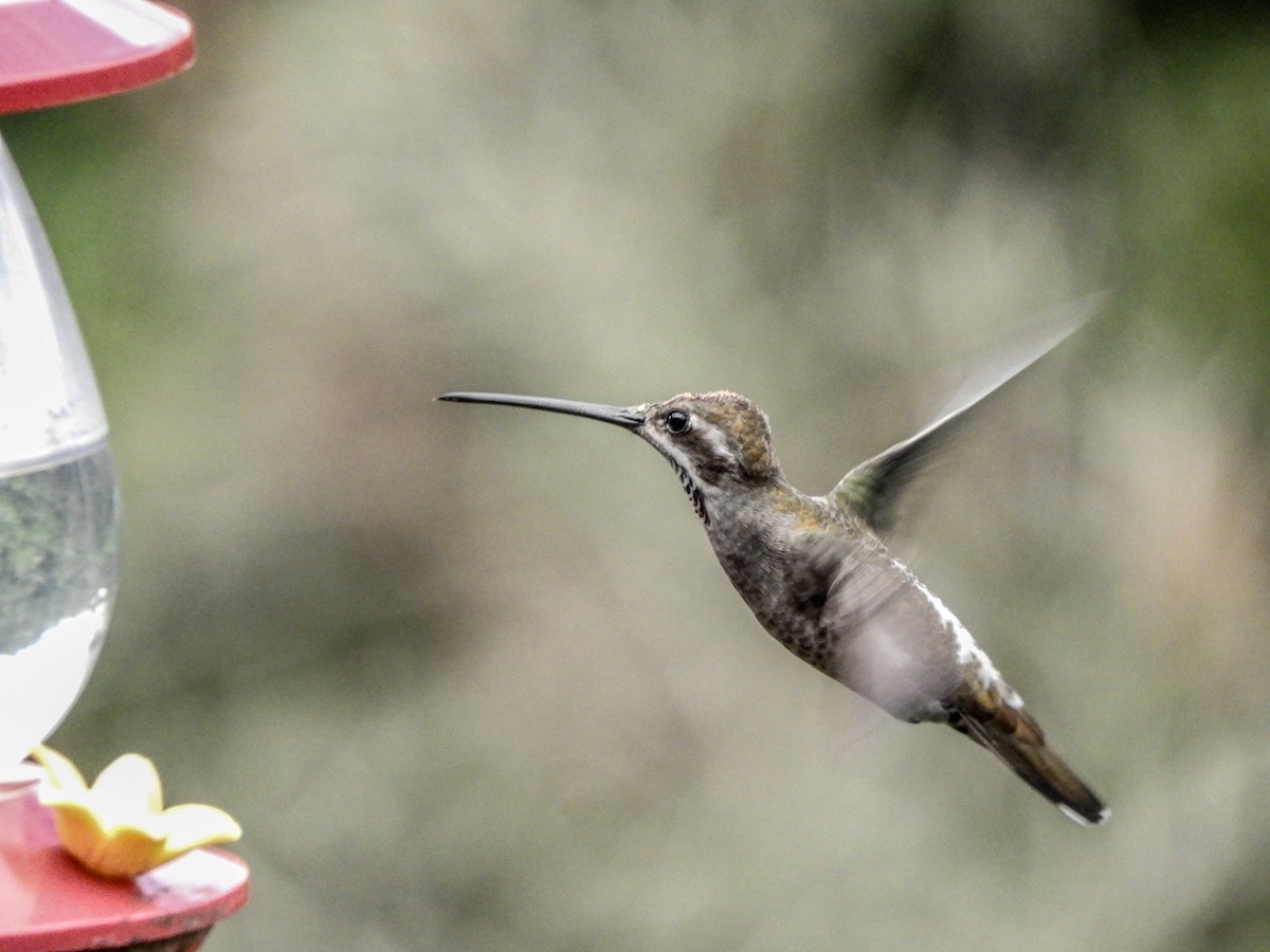 Plain-capped Starthroat - ML120614031