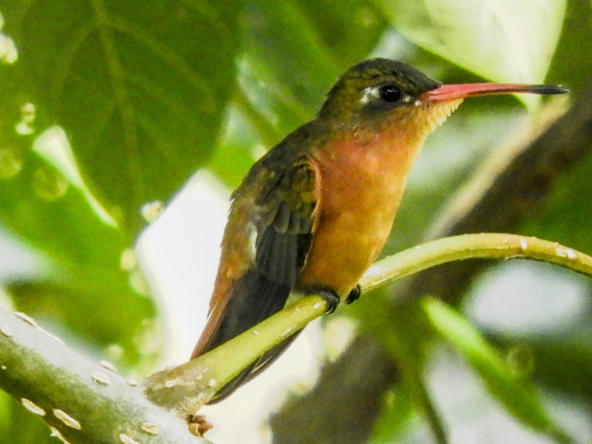 Cinnamon Hummingbird - ML120614041