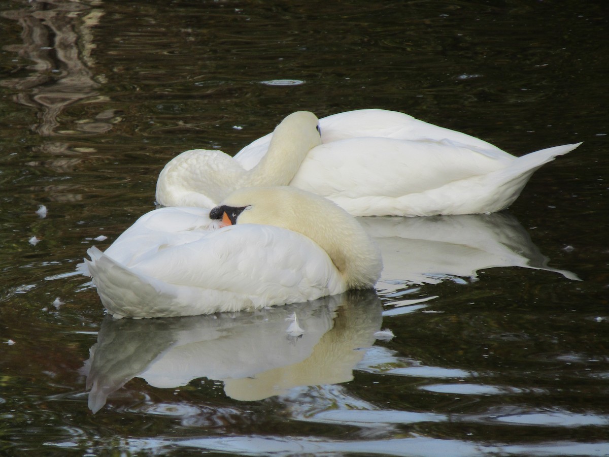 Mute Swan - Kathy Haase