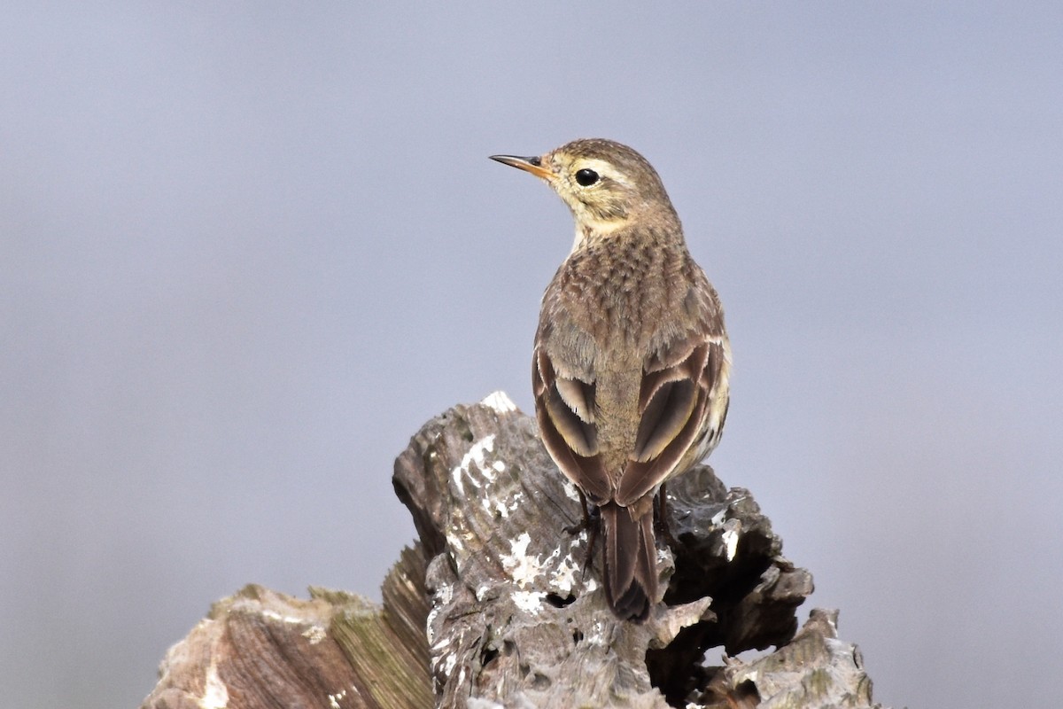 American Pipit - ML120617601