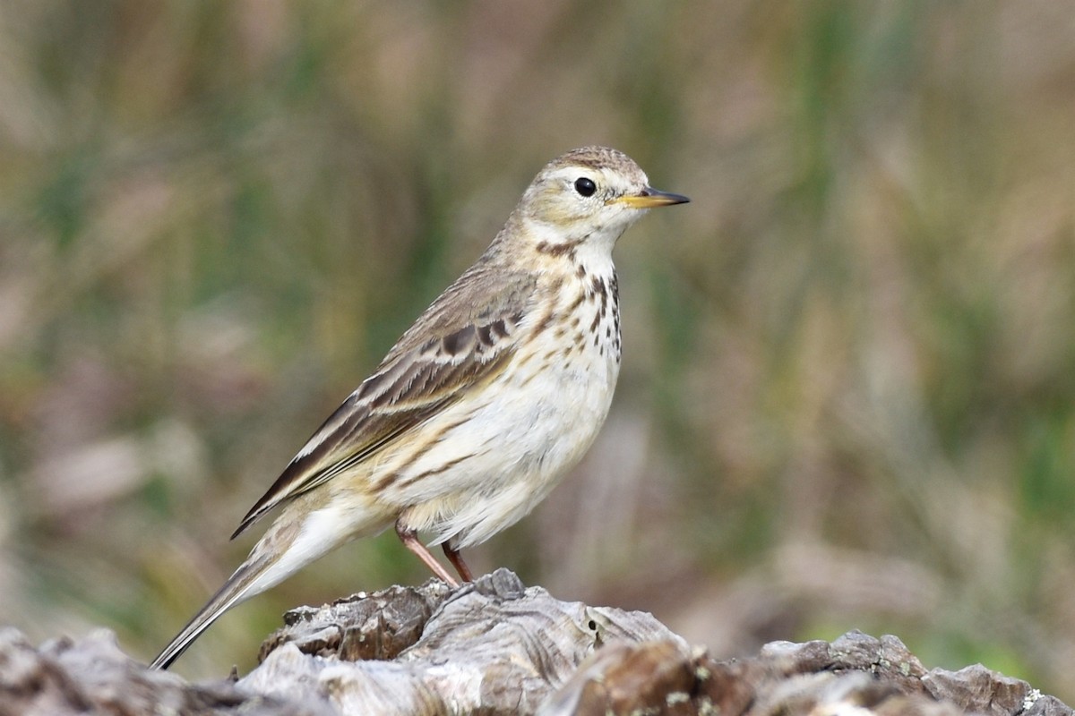 American Pipit - ML120617621