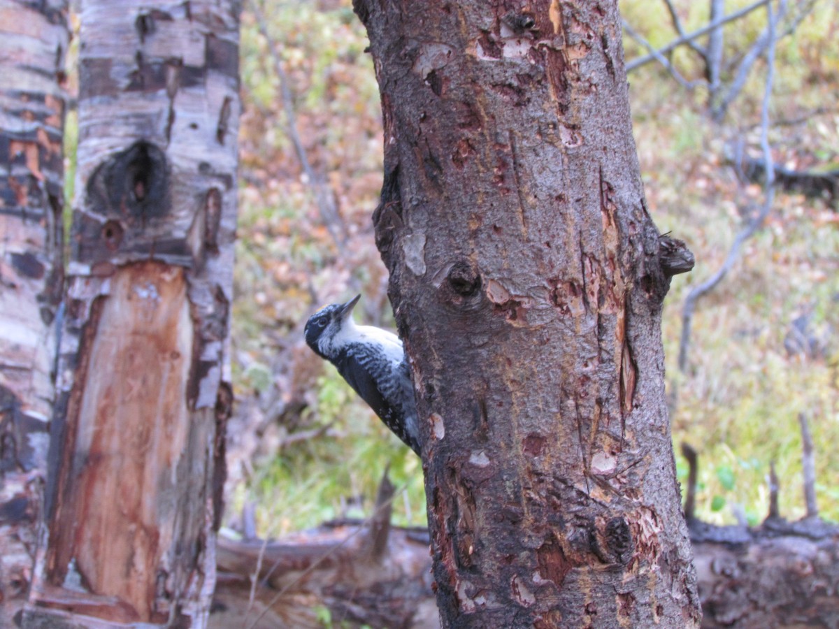 American Three-toed Woodpecker - ML120617801