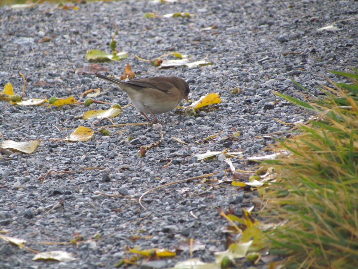 Dark-eyed Junco - Sarah Butt