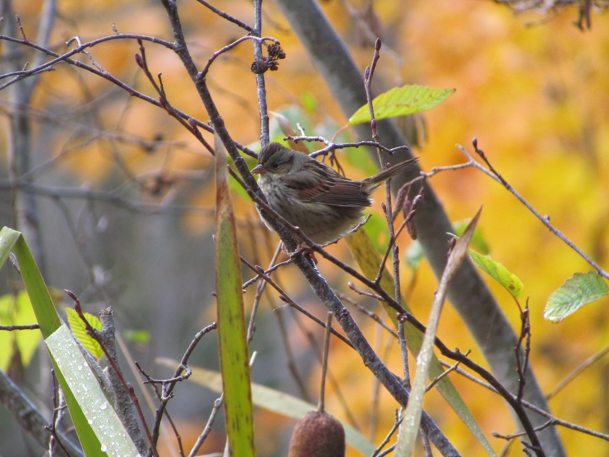 Swamp Sparrow - Sarah Butt