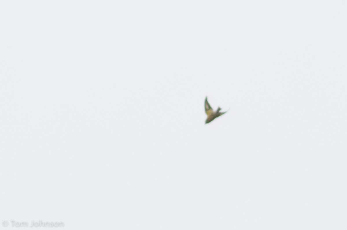 Evening Grosbeak - ML120619961