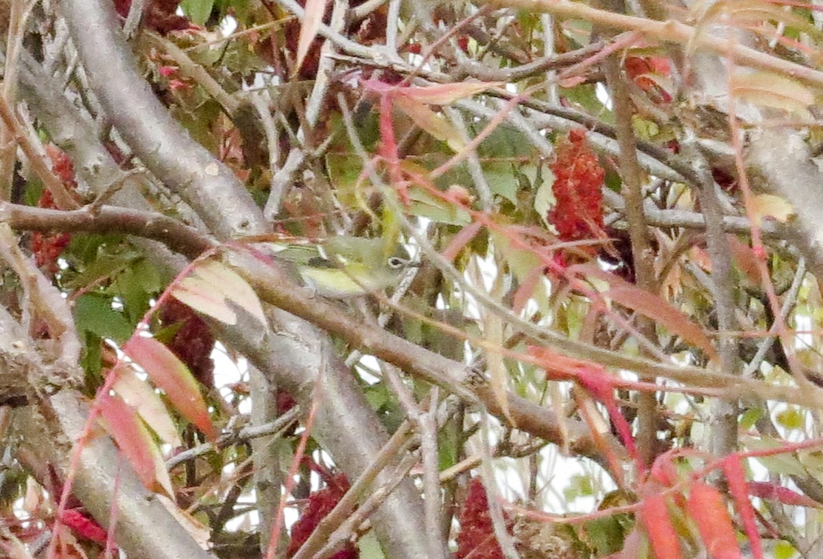 Blue-headed Vireo - ML120620391