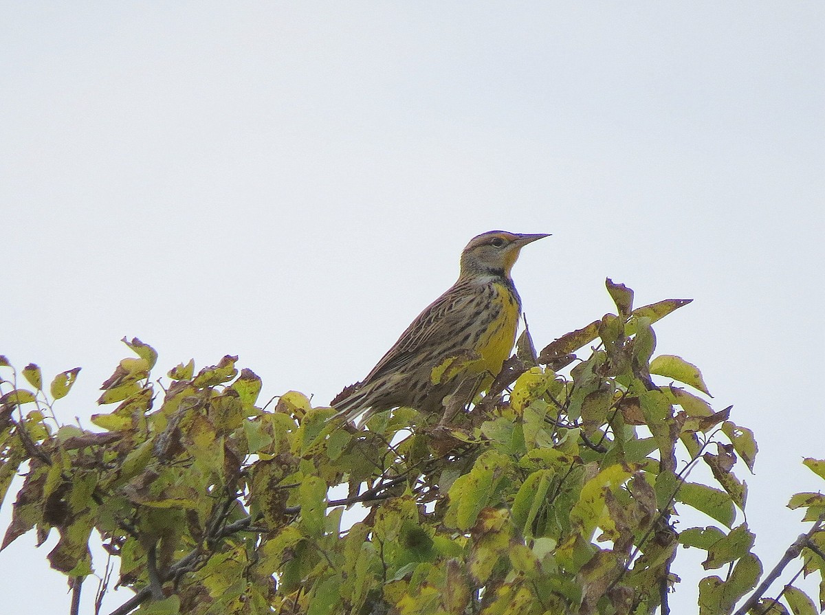 Eastern Meadowlark - ML120622841