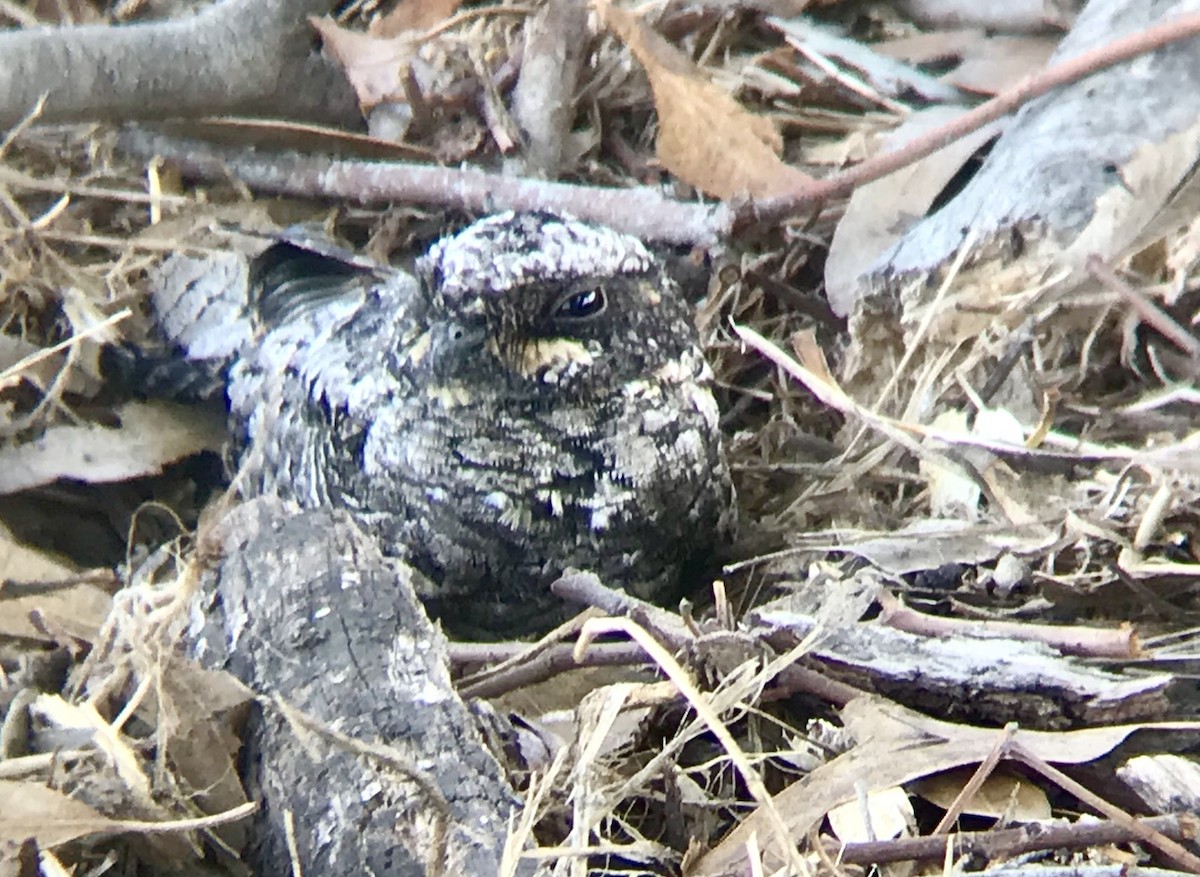 Common Poorwill - Kaia Colestock