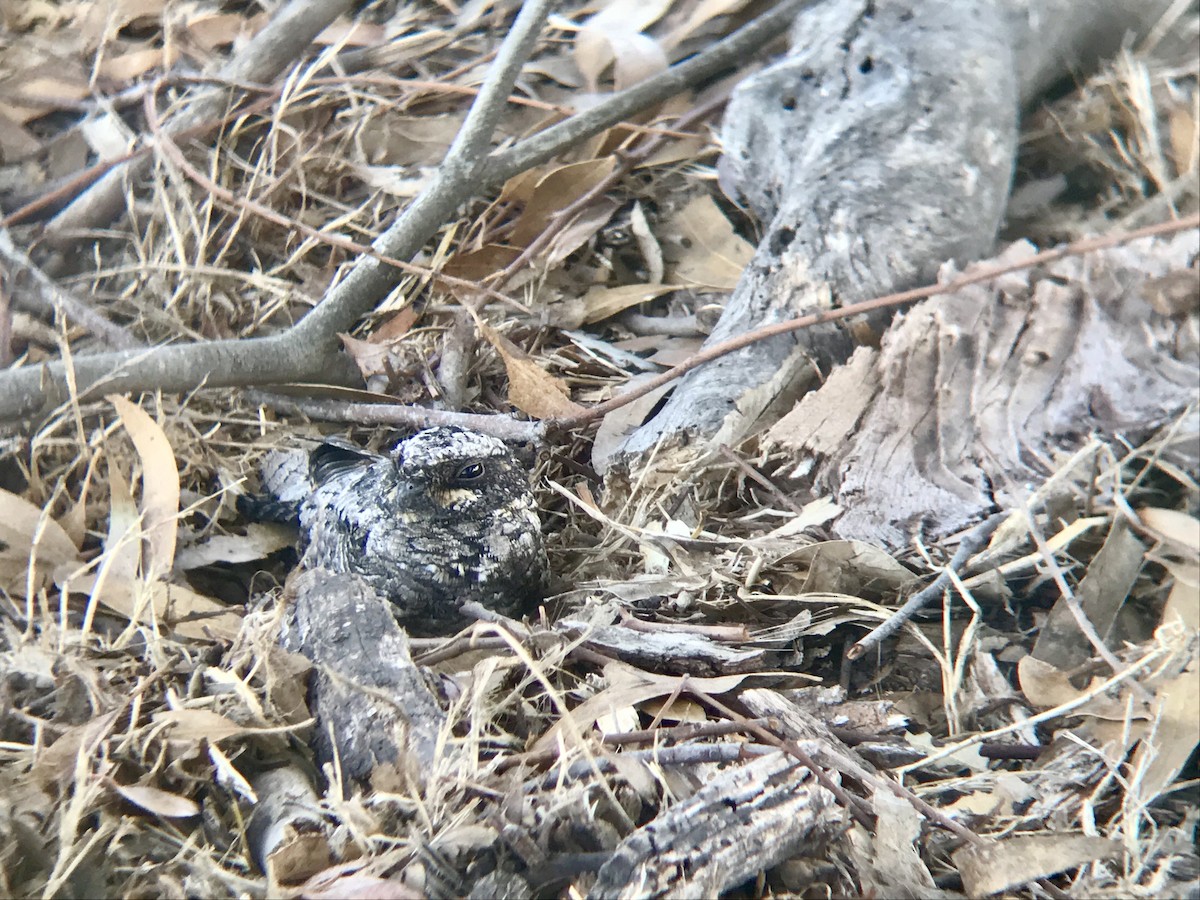 Common Poorwill - ML120625171