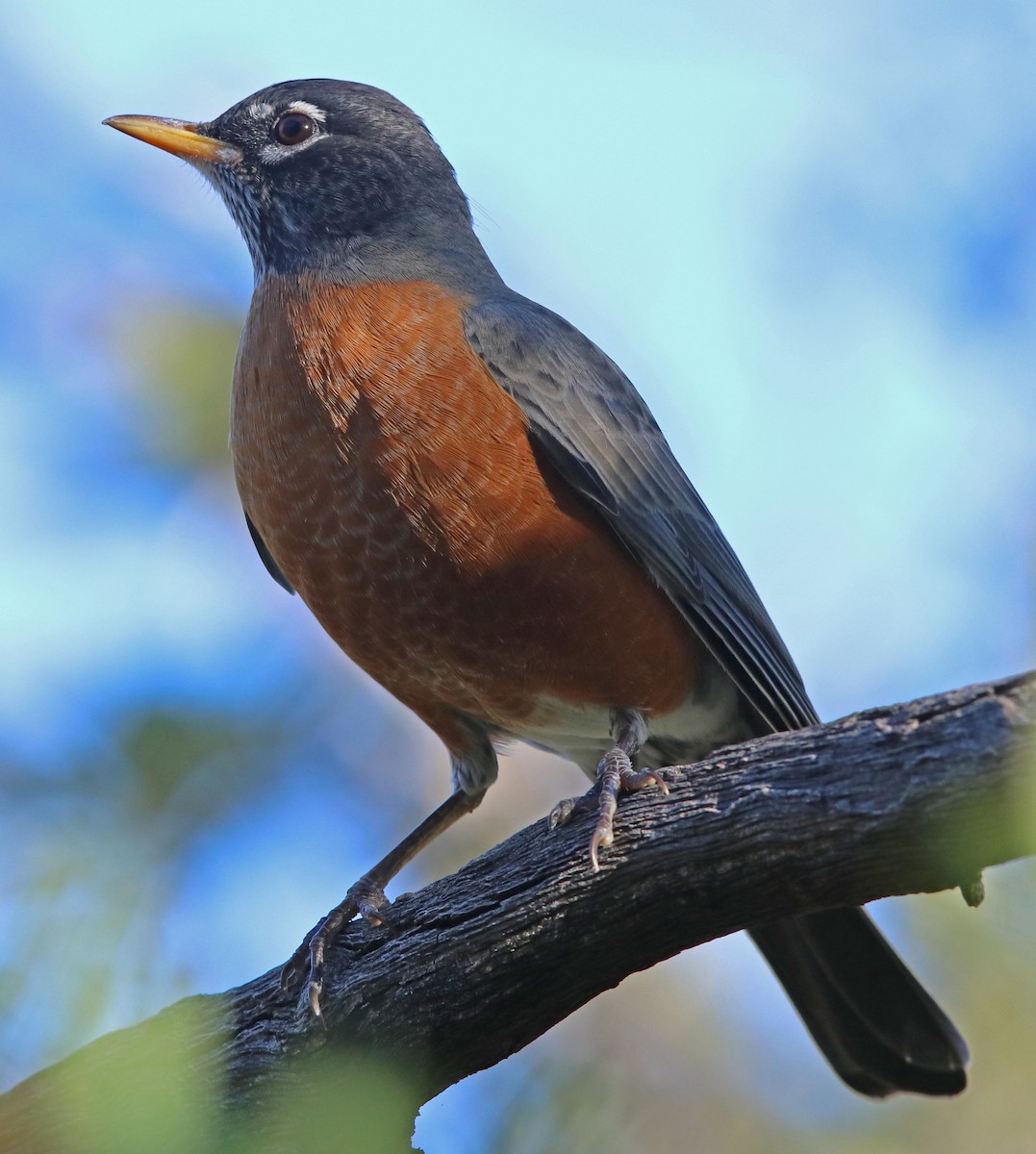 American Robin - Dick Bierman