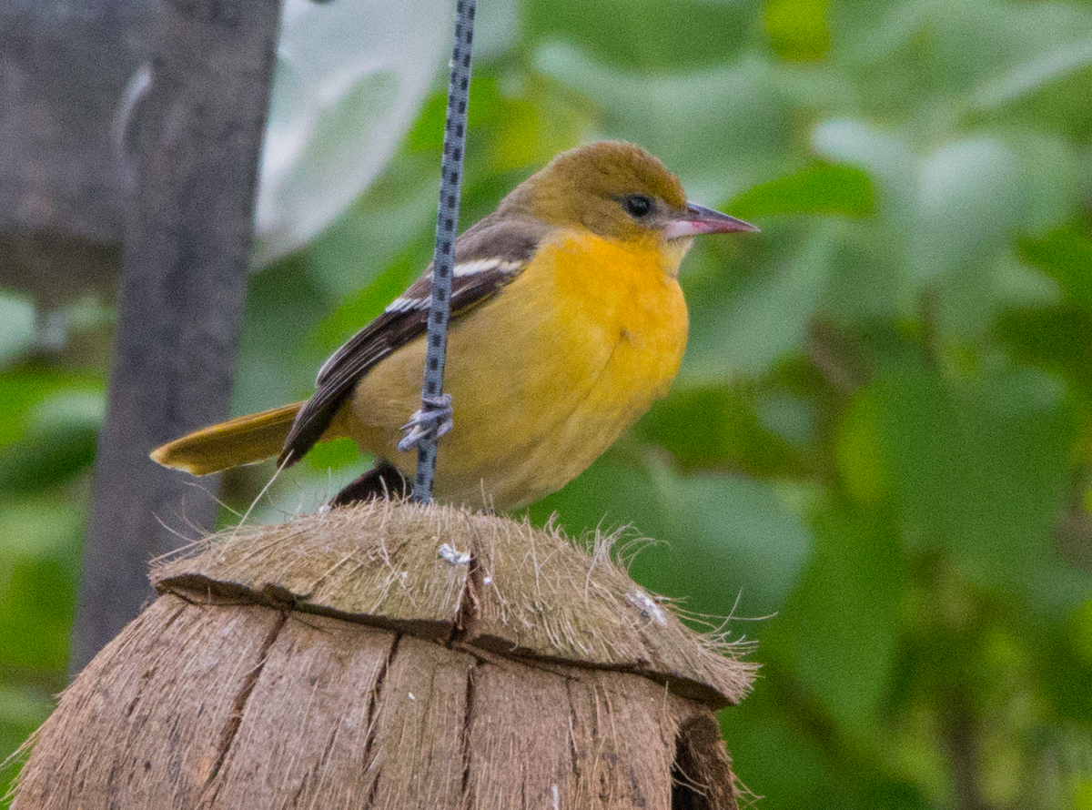 Baltimore Oriole - Jason Van