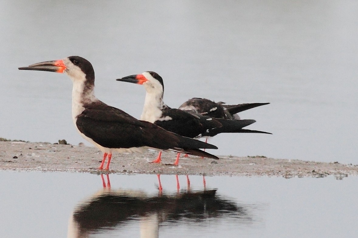 Black Skimmer - ML120627431