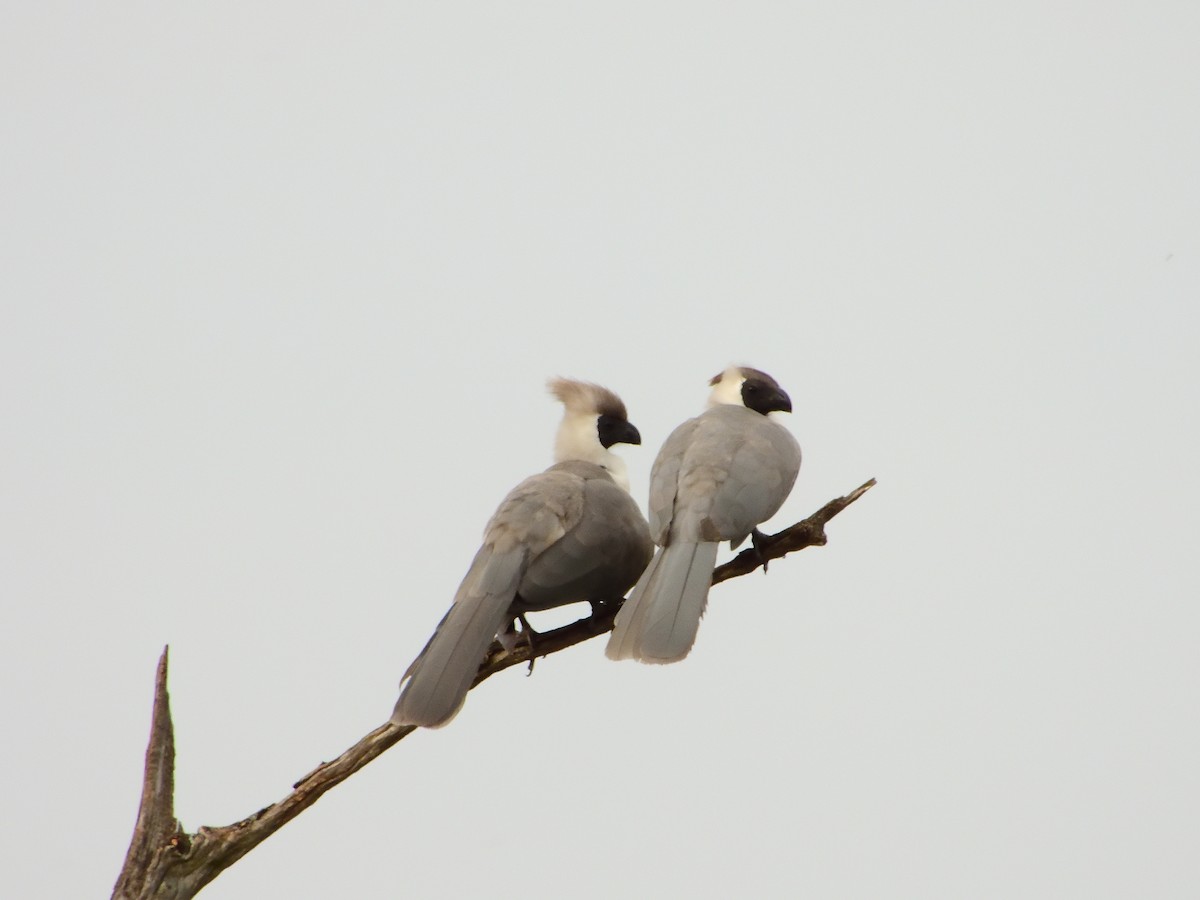 Bare-faced Go-away-bird - ML120630001