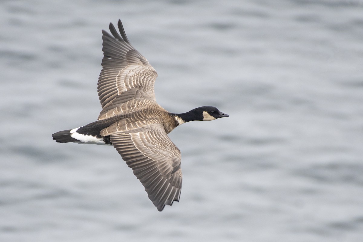 Barnacla Canadiense Chica (leucopareia) - ML120630841