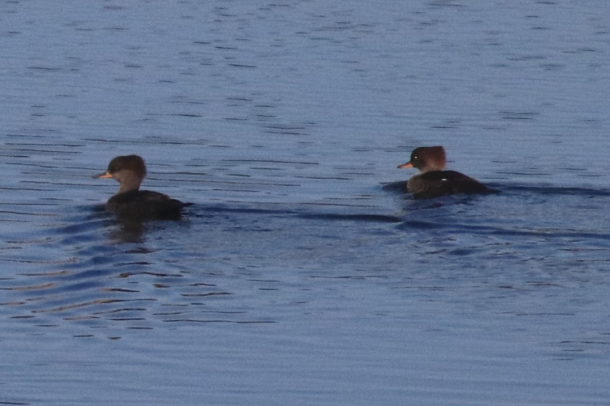 Hooded Merganser - ML120631901