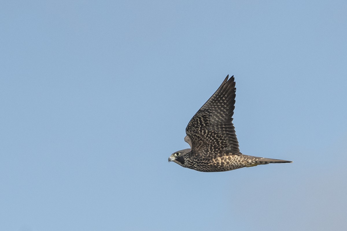 Peregrine Falcon - Bryan Calk