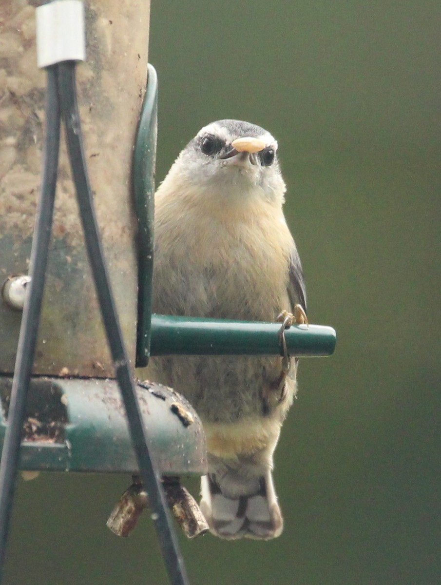 Red-breasted Nuthatch - ML120632761