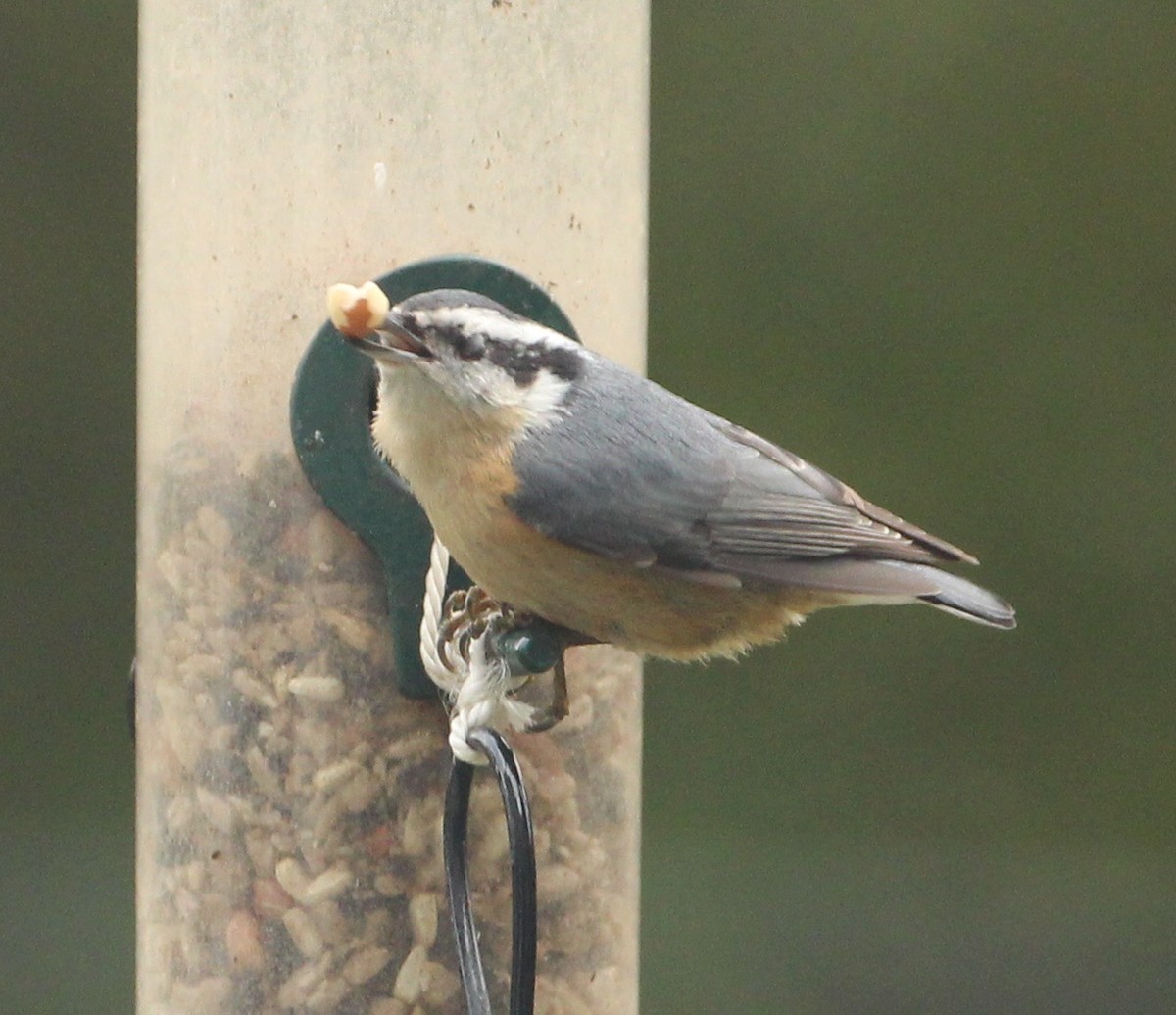 Red-breasted Nuthatch - ML120632771